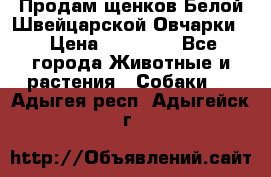 Продам щенков Белой Швейцарской Овчарки  › Цена ­ 20 000 - Все города Животные и растения » Собаки   . Адыгея респ.,Адыгейск г.